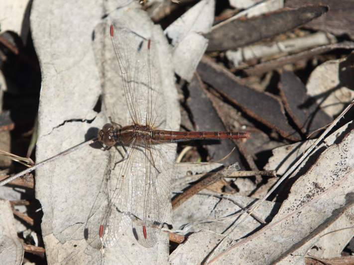 J17_3334 Diplacodes bipunctata female.JPG